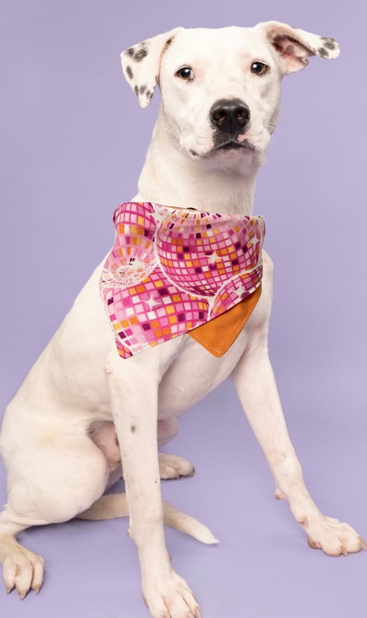 Dog Bandanas