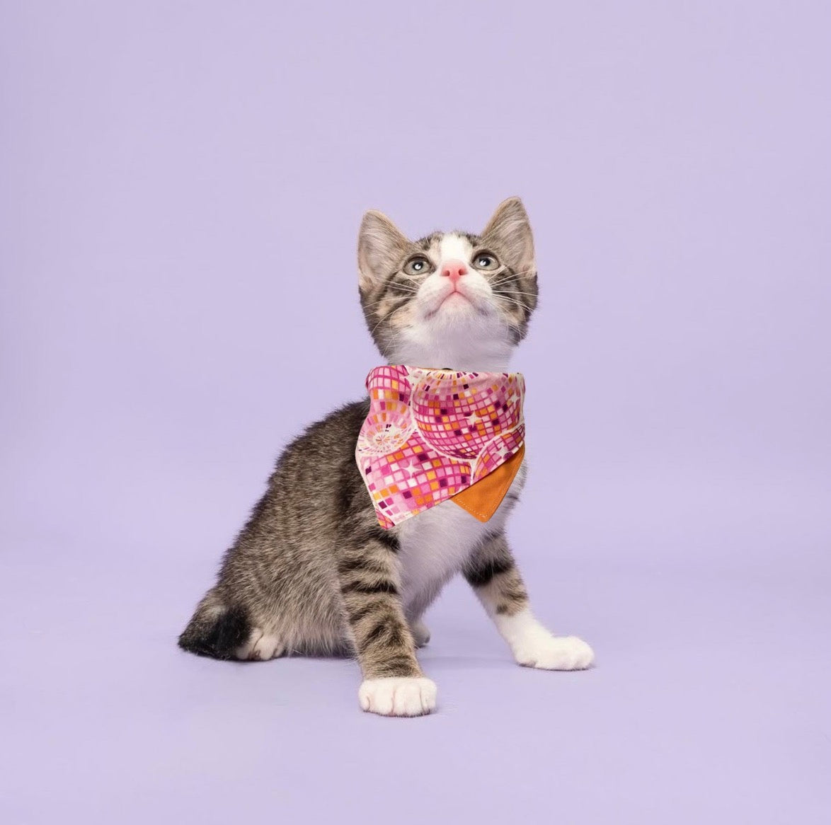 Cat Bandanas