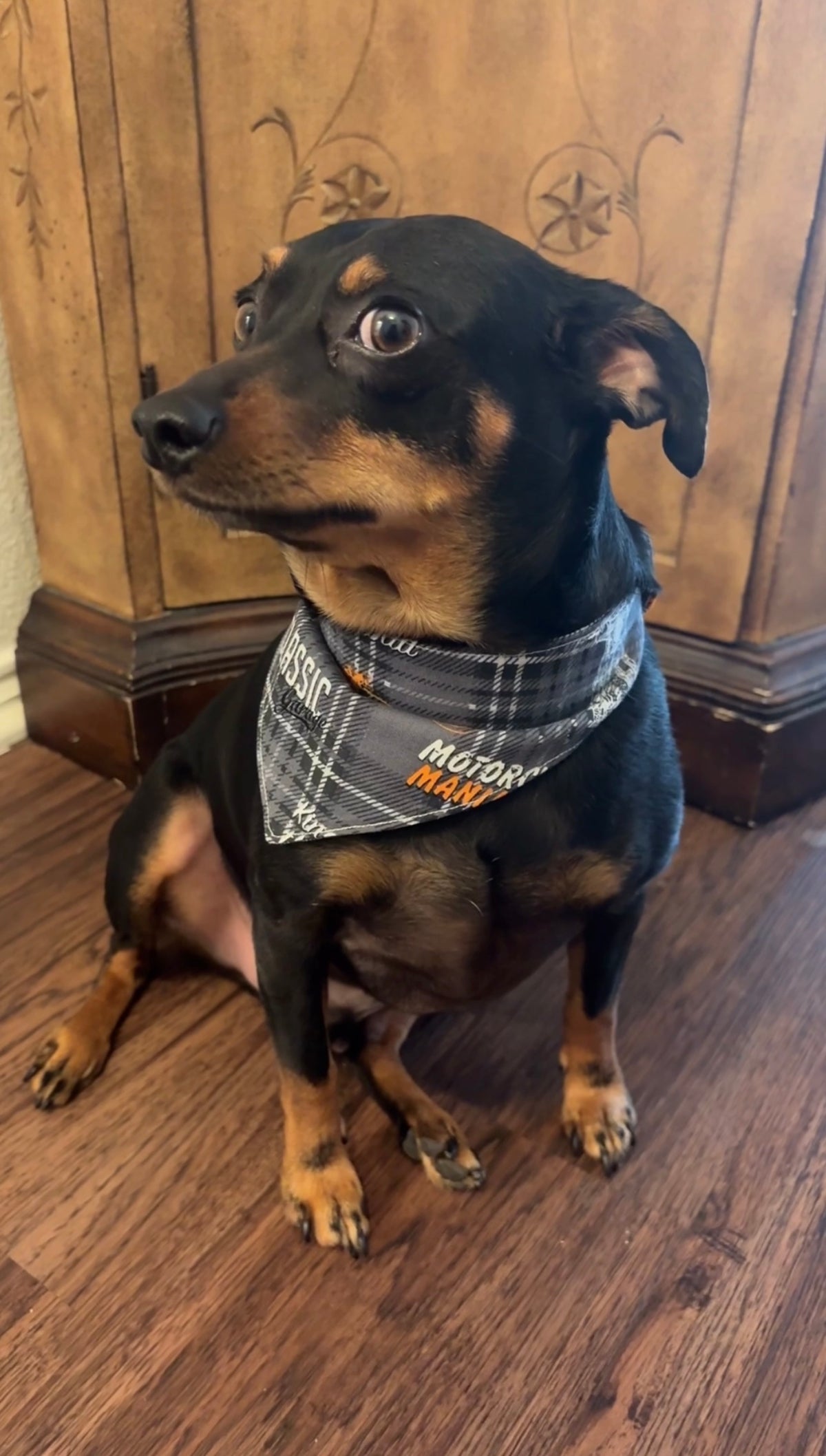 On the Road Scrunchie Dog Bandana