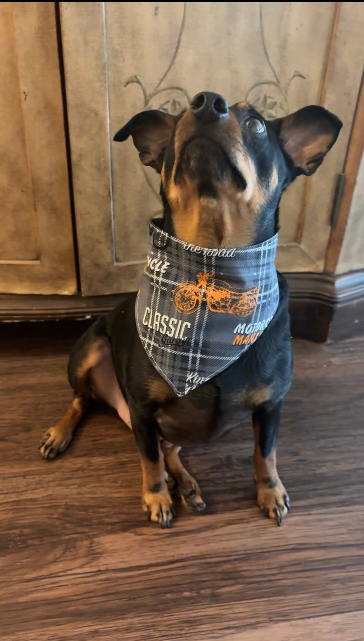 On the Road Scrunchie Dog Bandana