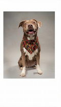 Playing with fire Dog Bandana.