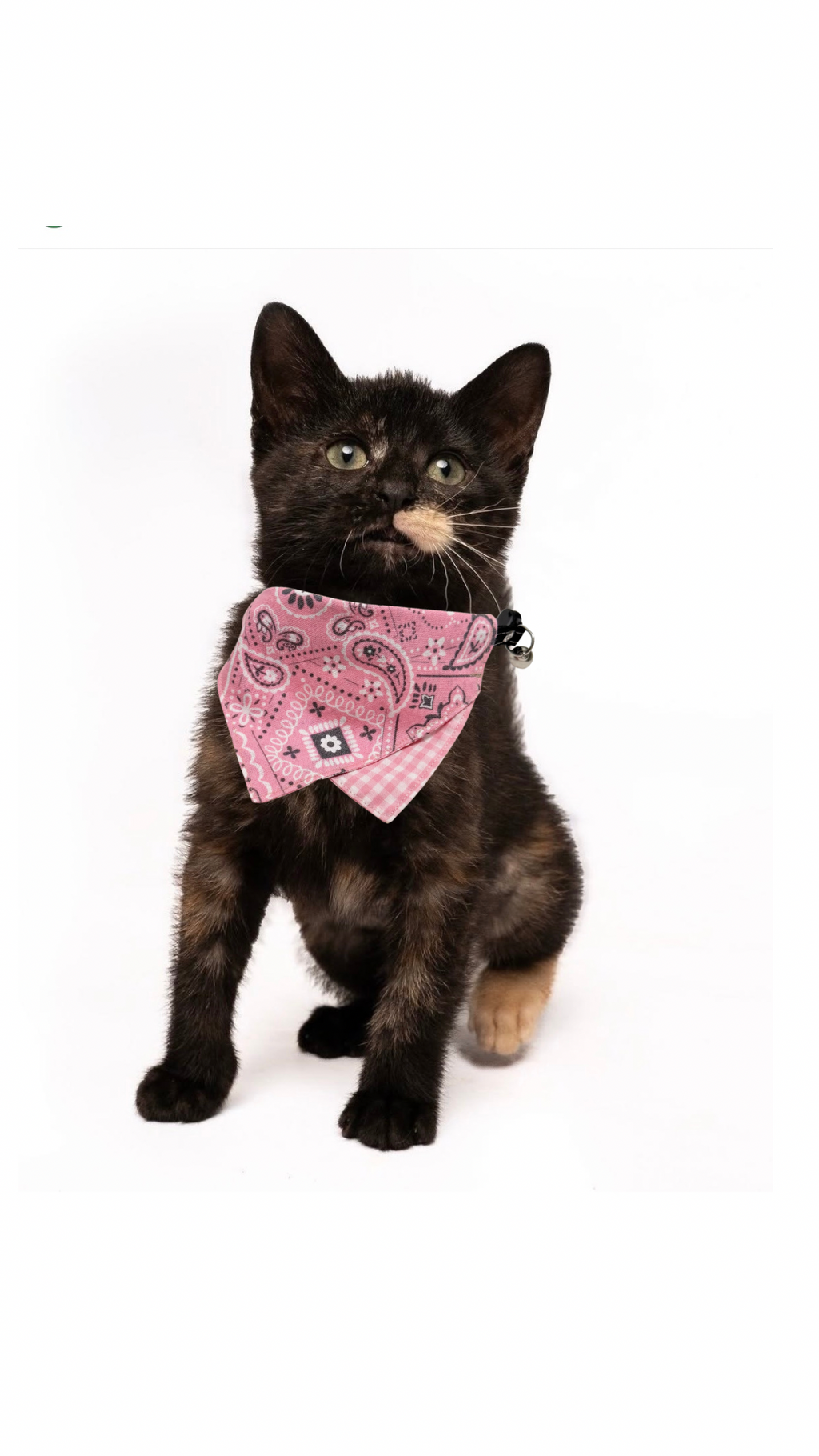 The "Yeehaw Cat " Bandana