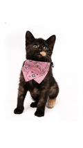 The "Yeehaw Cat " Bandana