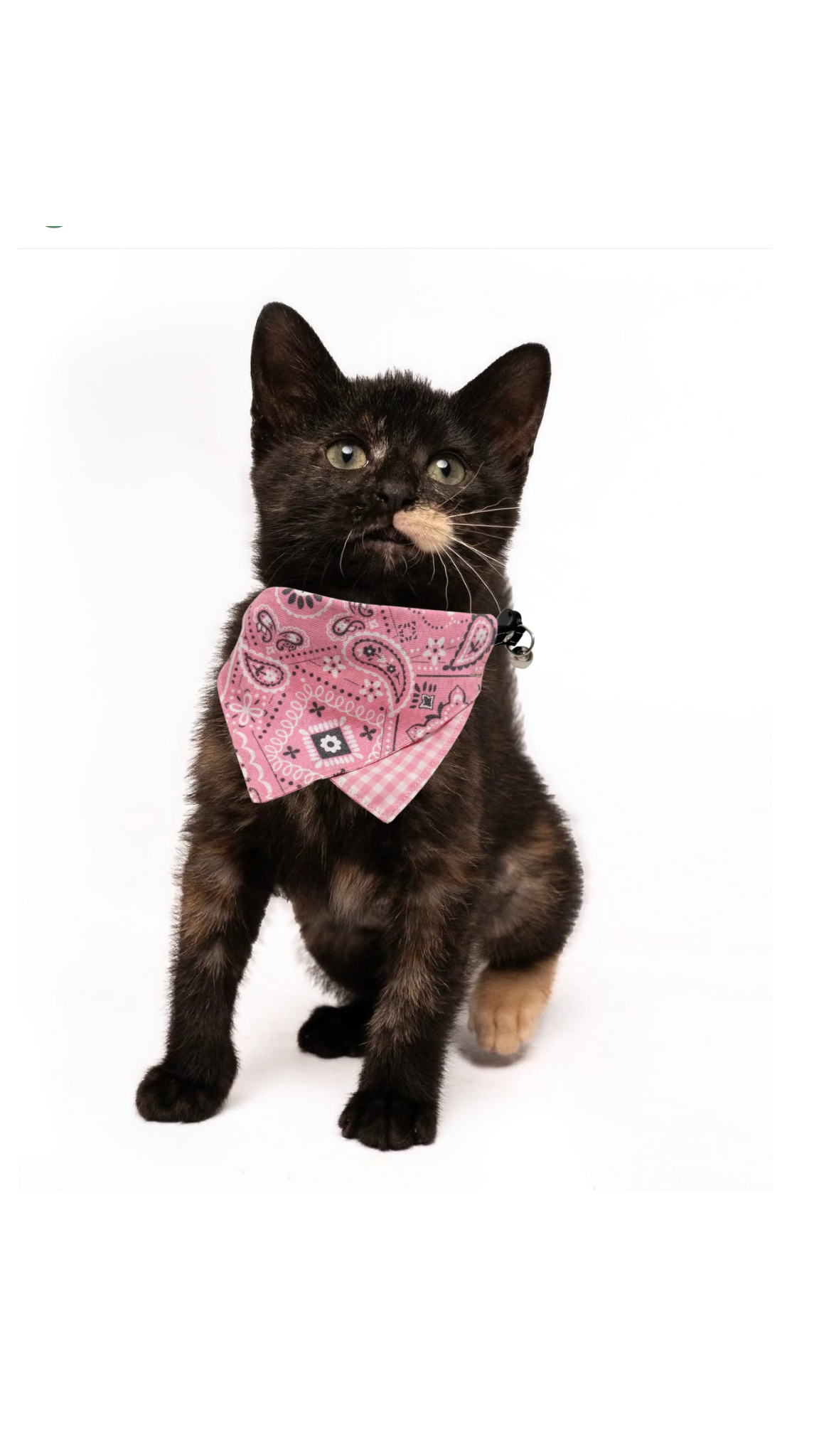 The "Yeehaw Cat " Bandana