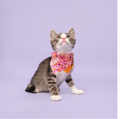 Summer disco pawty